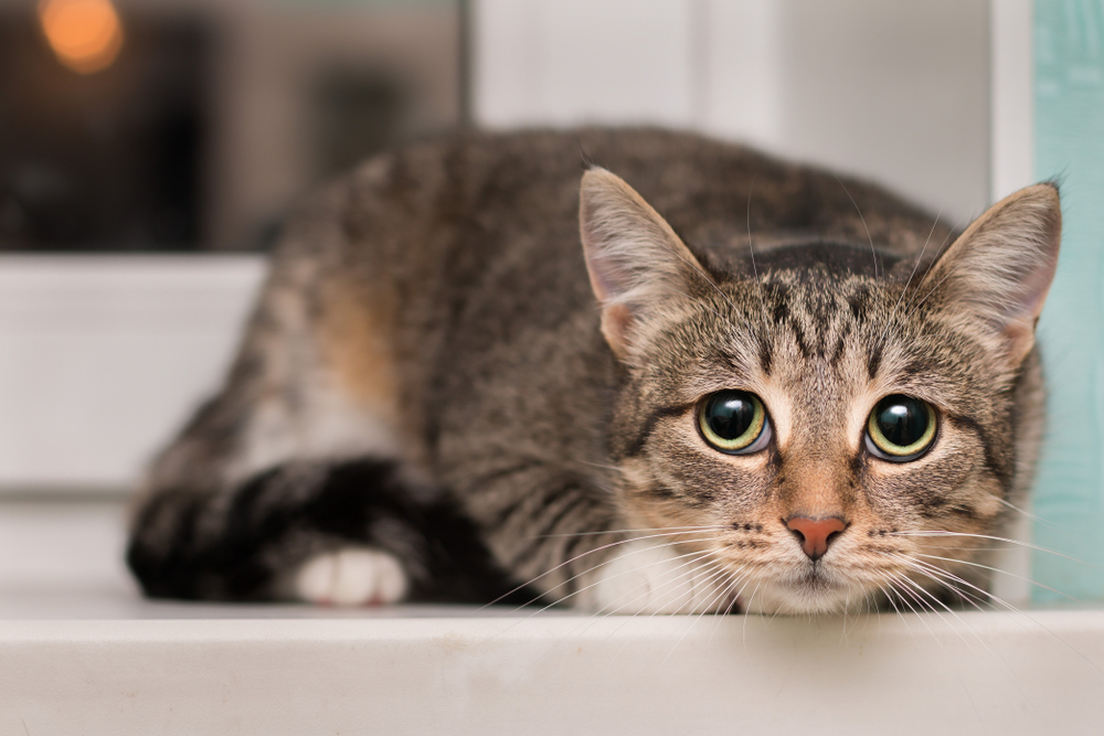 Tremors in Cats: Our Vet Discusses Indicators, Causes & Treatment