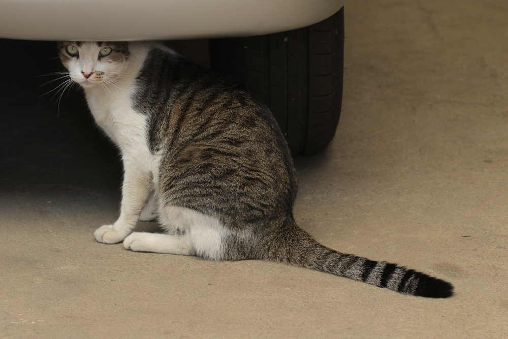 cat garage under car