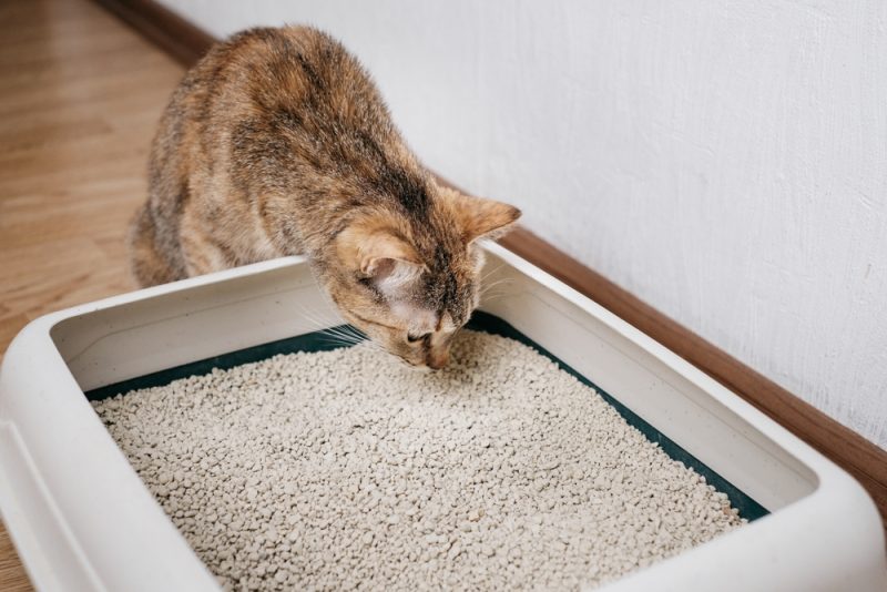 cat sniffing litter in the box