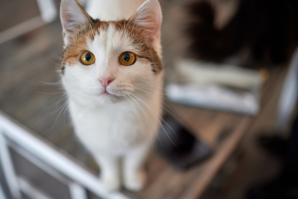 Anatolian cat face close up