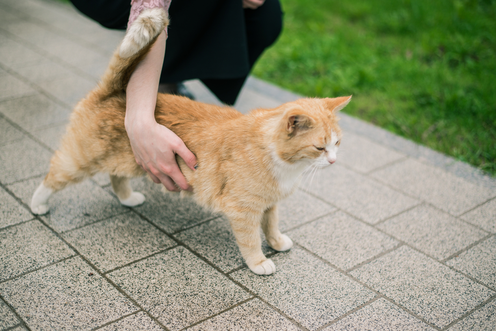 woman hand stroking or petting a ca