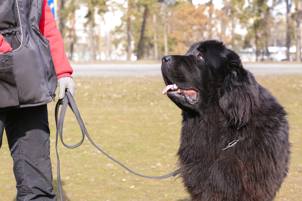 training newfoundland dog