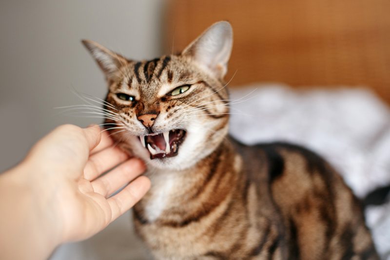 person petting a hissing cat