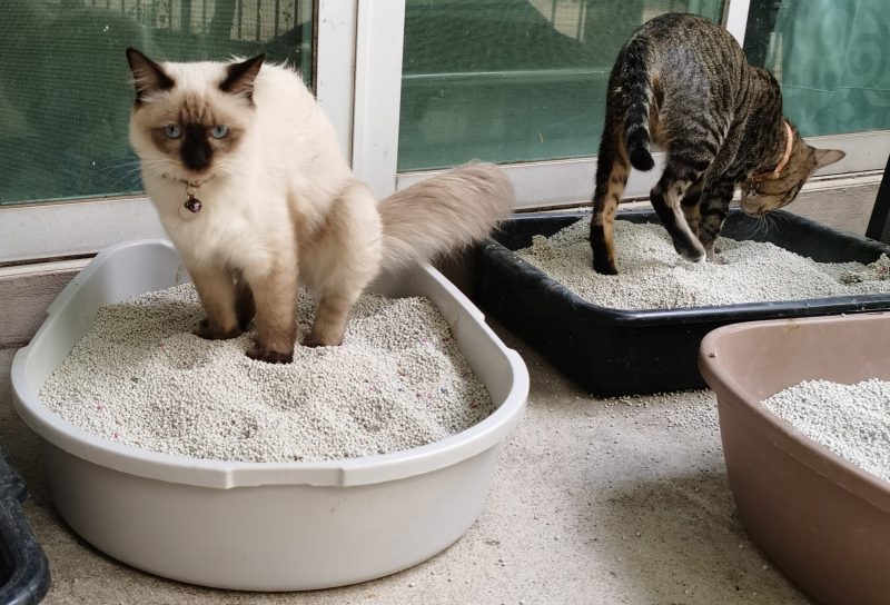 Himalayan Cat and tabby cat on litter boxes