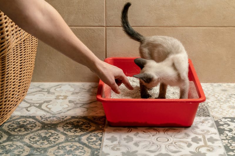 cat-litter-box-training