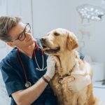 What Is the Exterior Extraction Method (XXT) & Why It May Save Your Canine’s Life – Dogster