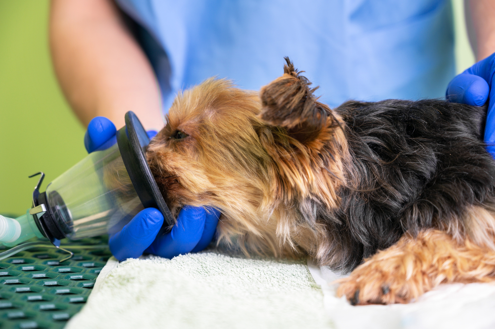 Veterinary Doctor prepares dog for anesthesia