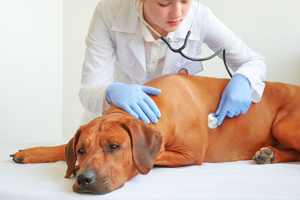 female veterinarian in vet clinic examining Rhodesian ridgeback dog