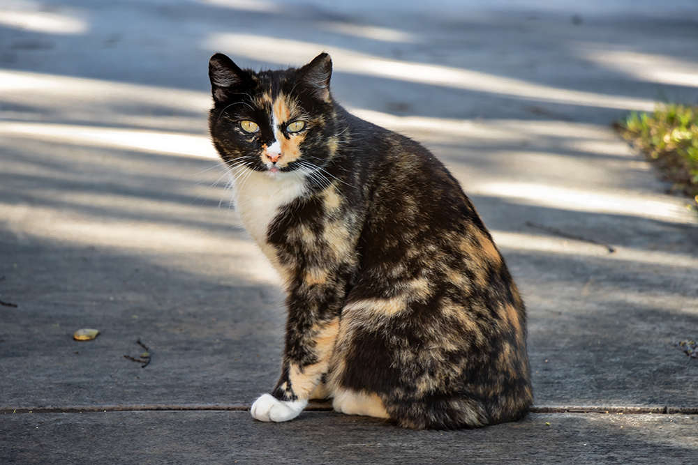 tortoiseshell Manx cat