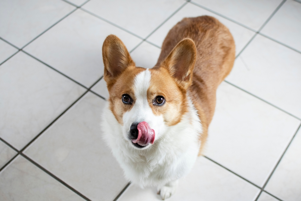 pembroke welsh corgi dog licking its nose