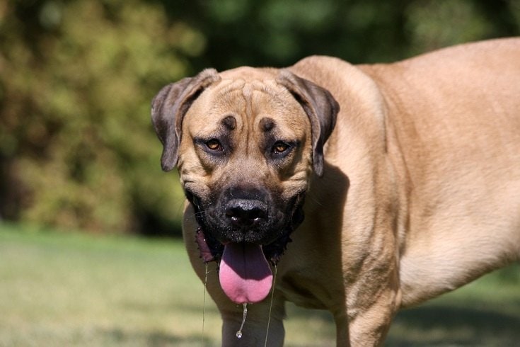 English Mastiff drooling