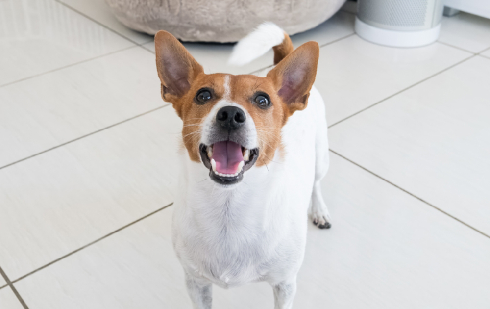 Jack Russell Terrier dog standing and looking up at owner inside their home