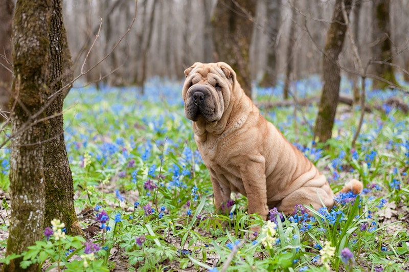 fawn shar pei dog sitting outdoor