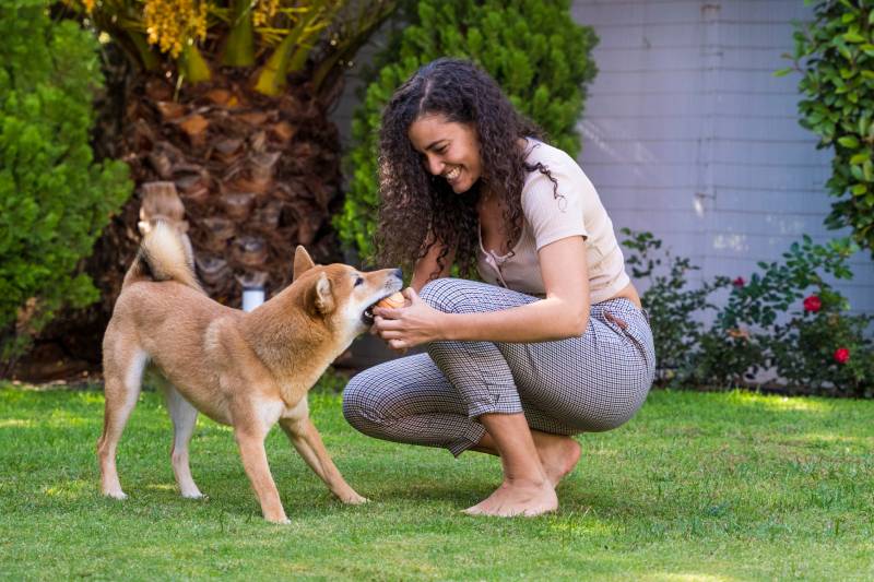 Female throwing a ball and training her shiba inu dog