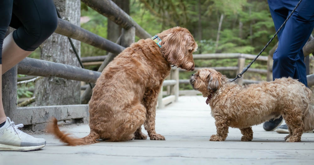 Old dog being introduced to another dog at a park