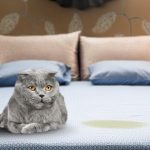 Learn to Stop My Cat From Peeing on My Mattress: 8 Vet-Verified Ideas & Strategies