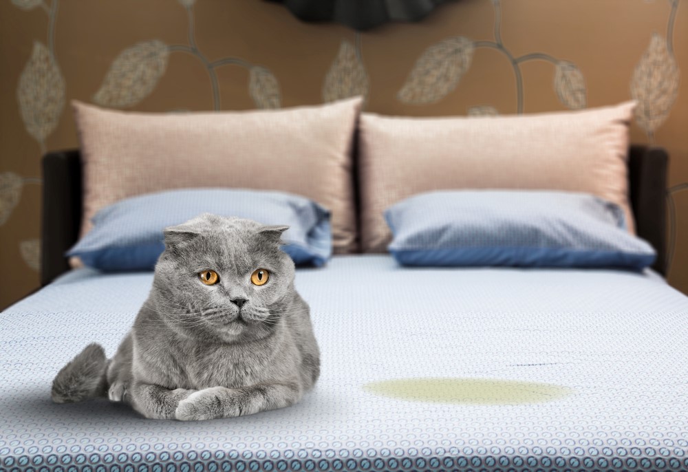 Learn to Stop My Cat From Peeing on My Mattress: 8 Vet-Verified Ideas & Strategies