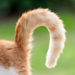 Why Does My Cat’s Tail Twitch? 6 Vet-Reviewed Causes