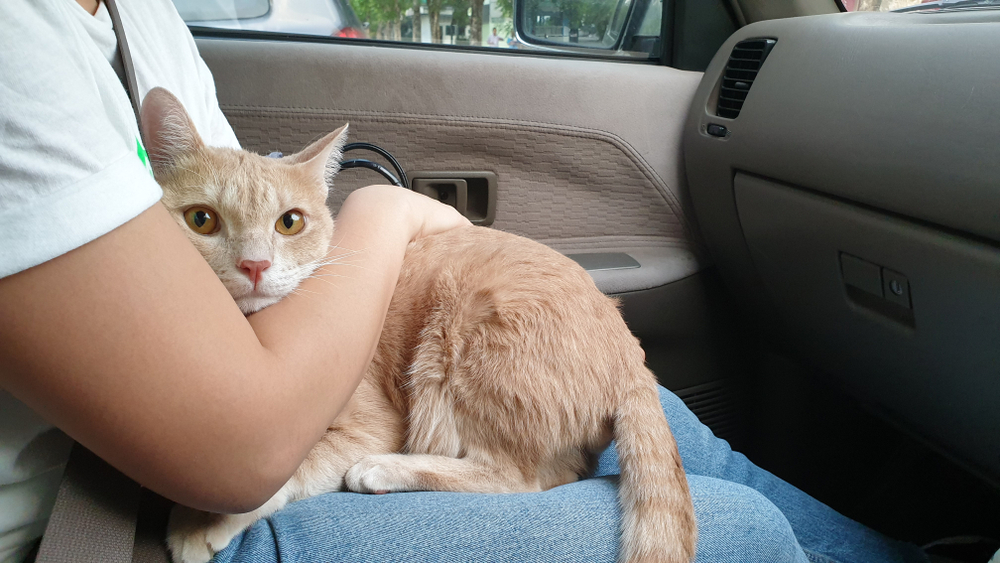 Cat Owner Hold Cat Car Scared