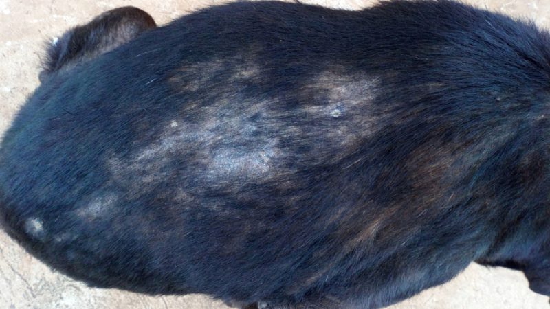 back of a dog with psoriasis