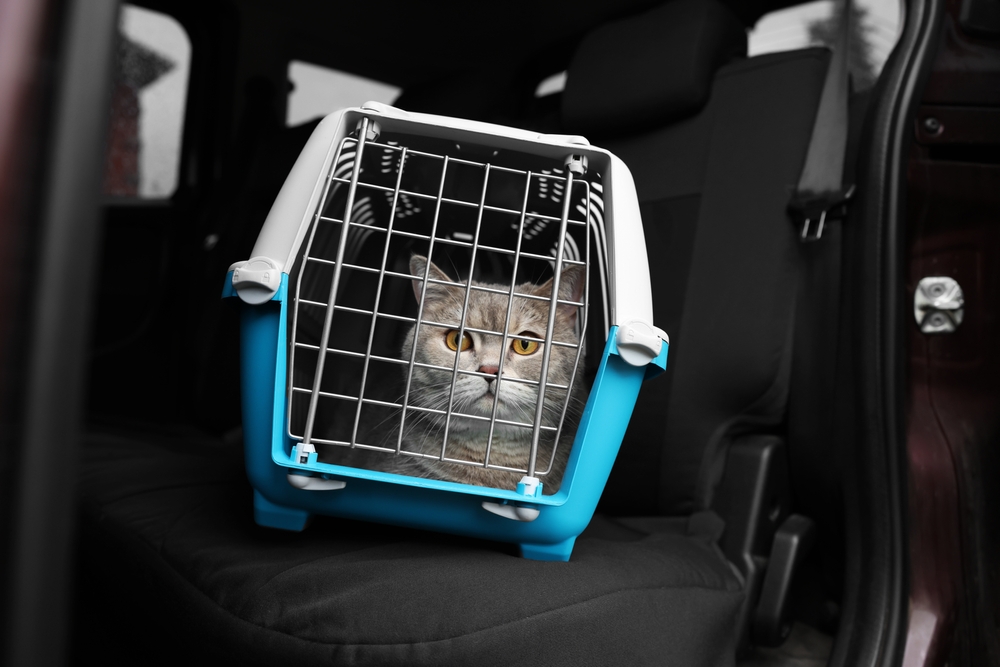 Can Cats Get Car Sick? Vet-Verified Data & Data