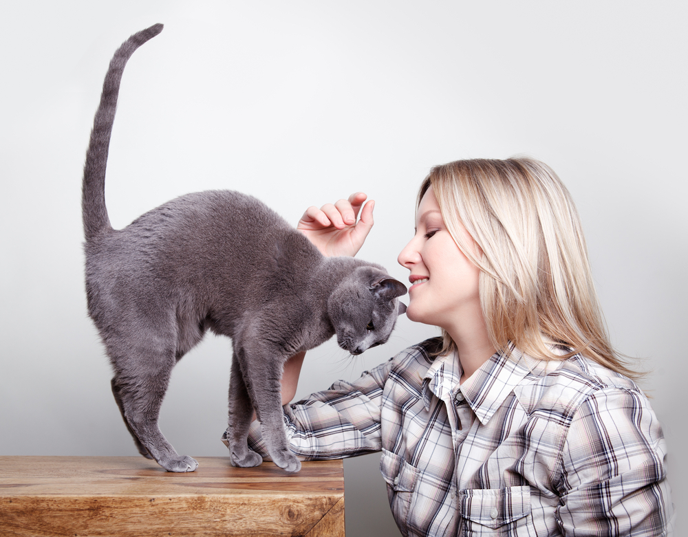 russian blue cat showing affection to the owner