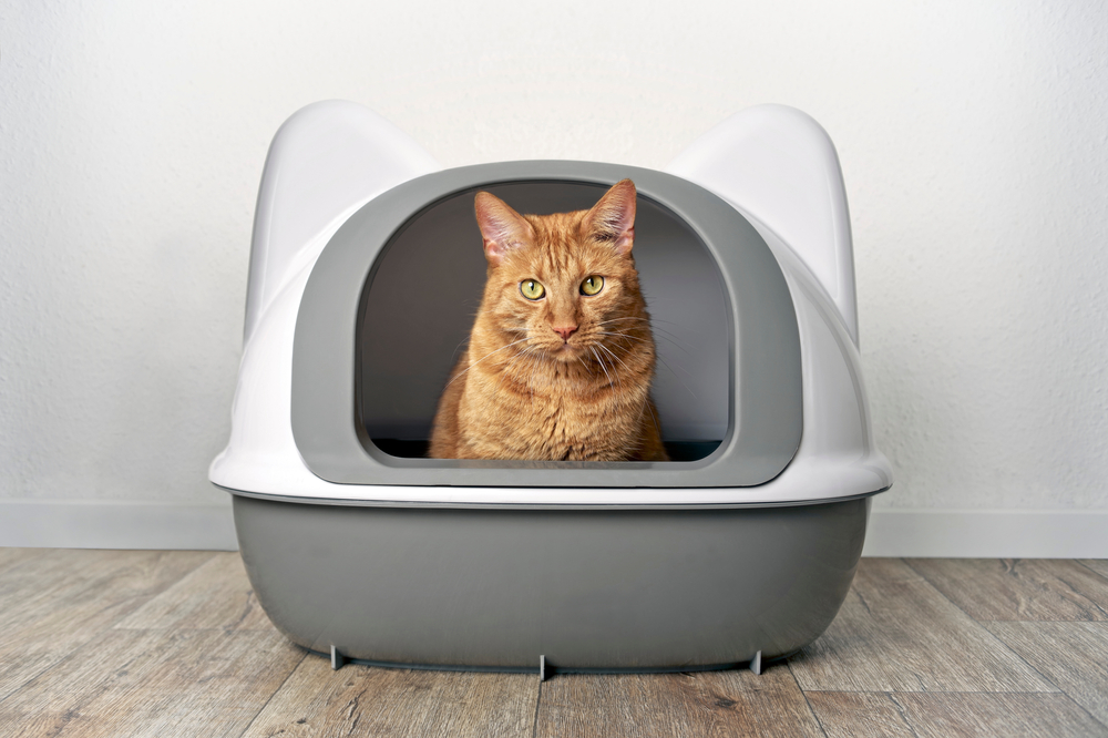 Why Do Cats Use Litter Bins? Vet-Verified Particulars & FAQ