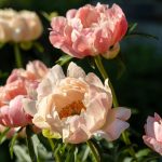 Are Peonies Poisonous to Canines? Vet-Verified Info, Data & Poison Assist – Dogster