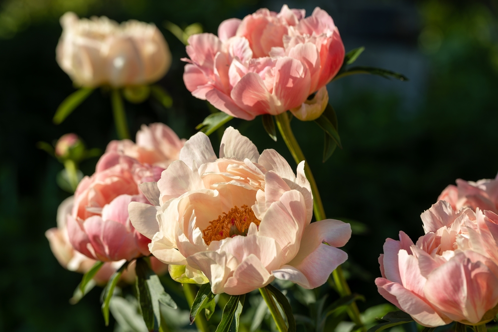 Are Peonies Poisonous to Canines? Vet-Verified Info, Data & Poison Assist – Dogster