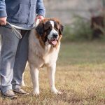 Will My Canine Defend Me If I Am Attacked? Vet-Reviewed Details & FAQ – Dogster