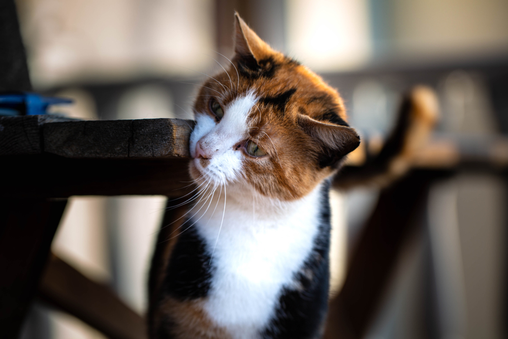 Why Do Cats Rub Their Face on Corners? 5 Vet-Verified Causes