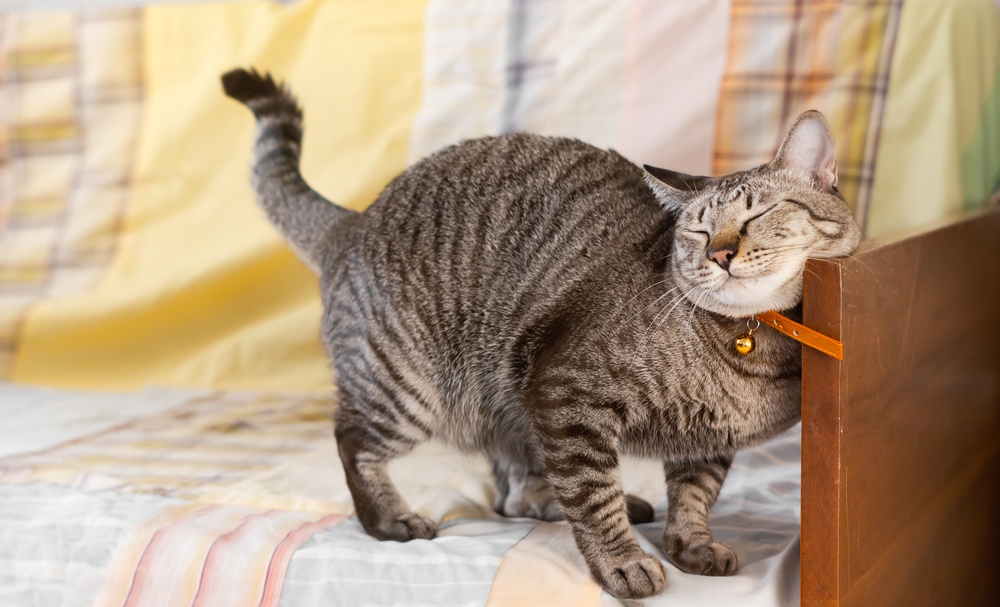 cat-rubbing-its-face-on-wood