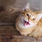 Why Do Cats Cry at Evening time? 8 Vet-Reviewed Causes