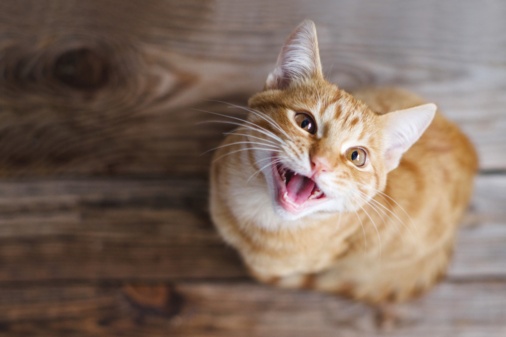 Why Do Cats Cry at Evening time? 8 Vet-Reviewed Causes