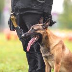 Why Are Police Canines Referred to as K9? Historical past & Info – Dogster