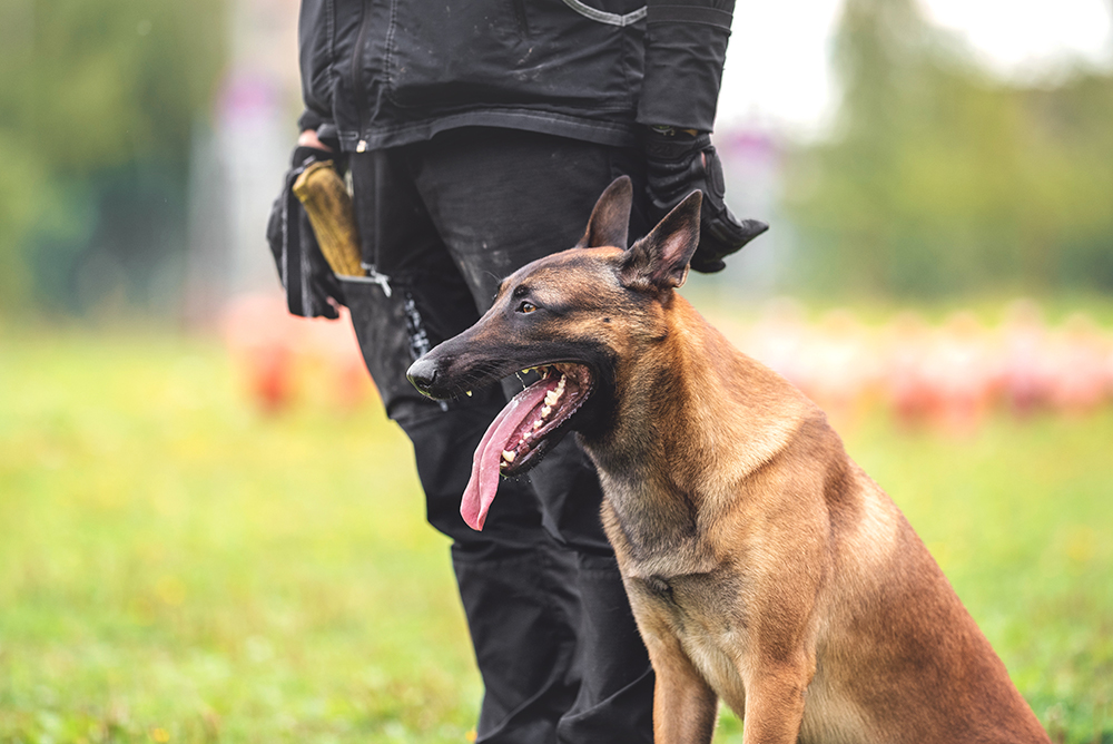 Why Are Police Canines Referred to as K9? Historical past & Info – Dogster