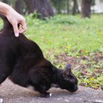 Why Do Cats Current You Their Butt? 6 Vet-Reviewed Causes