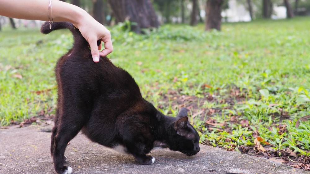 Why Do Cats Current You Their Butt? 6 Vet-Reviewed Causes