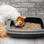 Why Is My Cat Consuming Cat Litter? 10 Vet-Reviewed Causes