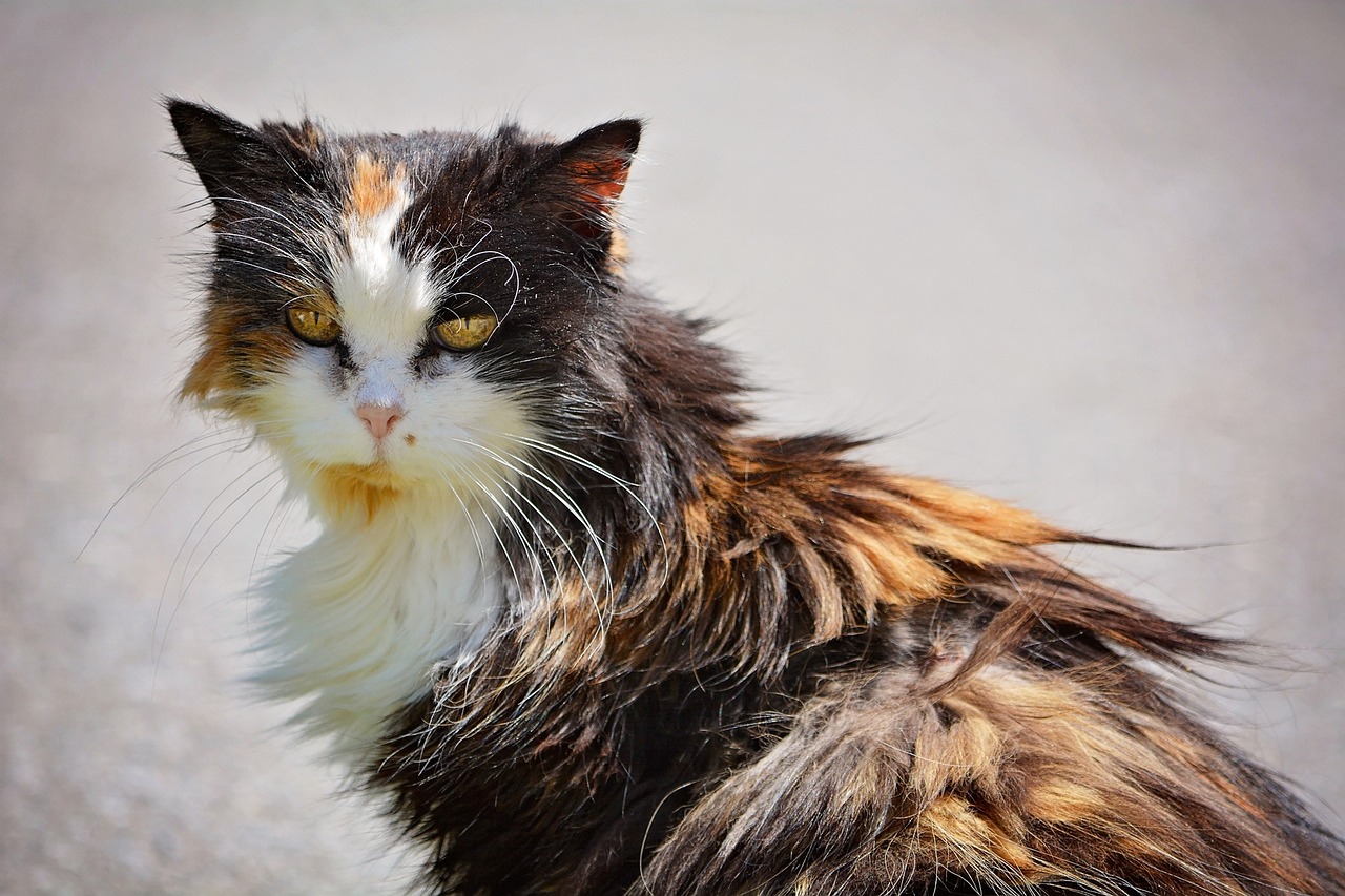 Why Is My Cat’s Fur Matted on His Once more? 10 Vet-Reviewed Causes