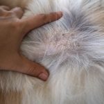 Can Canines Get Psoriasis? Our Vet Explains – Dogster