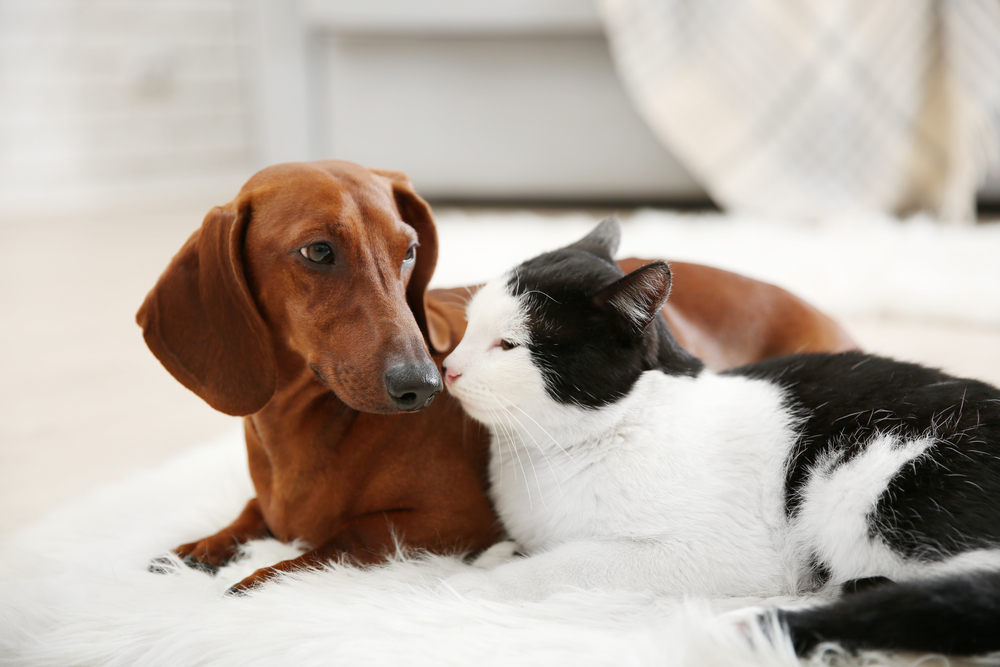 Can a Canine Get a Cat Pregnant? Vet-Verified Details & Data – Dogster