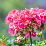 Are Geraniums Poisonous to Canine? Vet-Verified Info & FAQ – Dogster