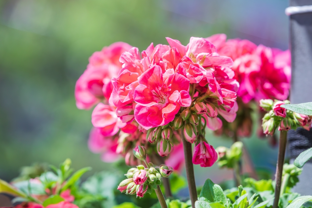 Are Geraniums Poisonous to Canine? Vet-Verified Info & FAQ – Dogster