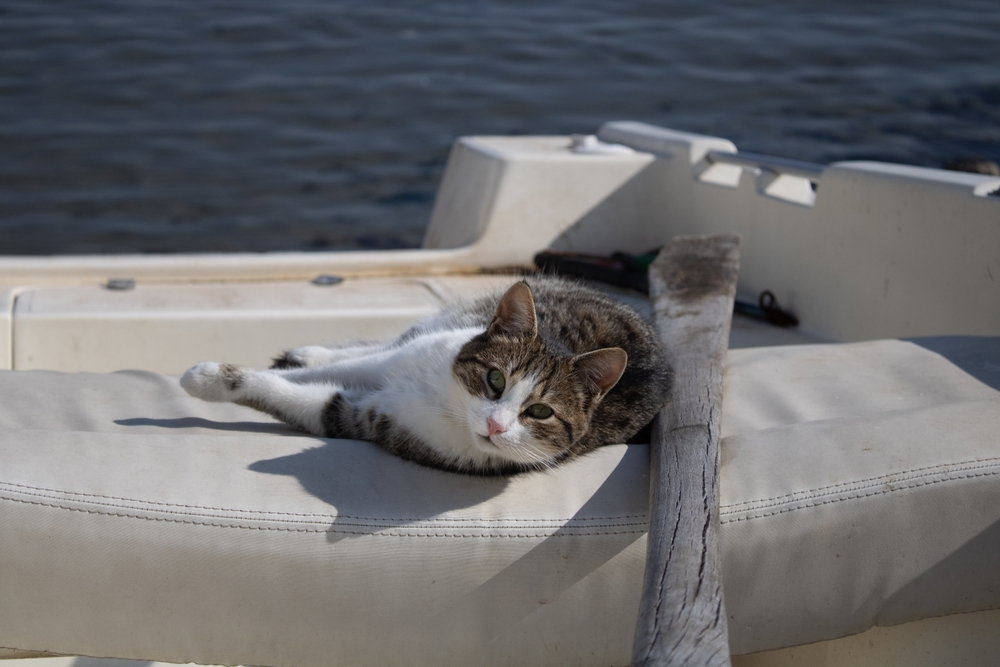 Do Cats Get Seasick? Vet-Reviewed Data & Data