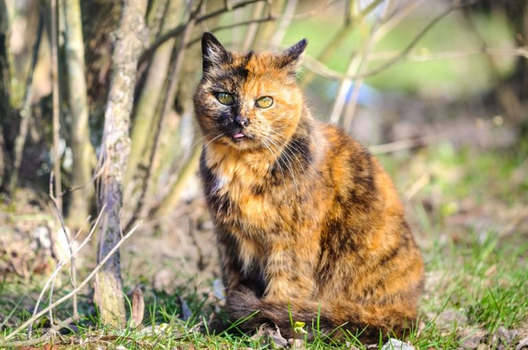 Tortoiseshell Cat: Data, Footage, Care & Data