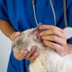 Yeast An an infection in Cats (Malassezia Dermatitis): Our Vet Discusses Indicators, Causes & Remedy