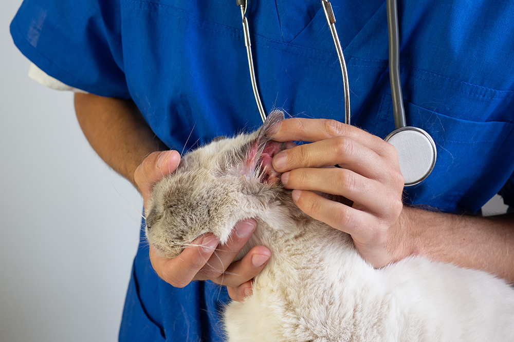 Yeast An an infection in Cats (Malassezia Dermatitis): Our Vet Discusses Indicators, Causes & Remedy