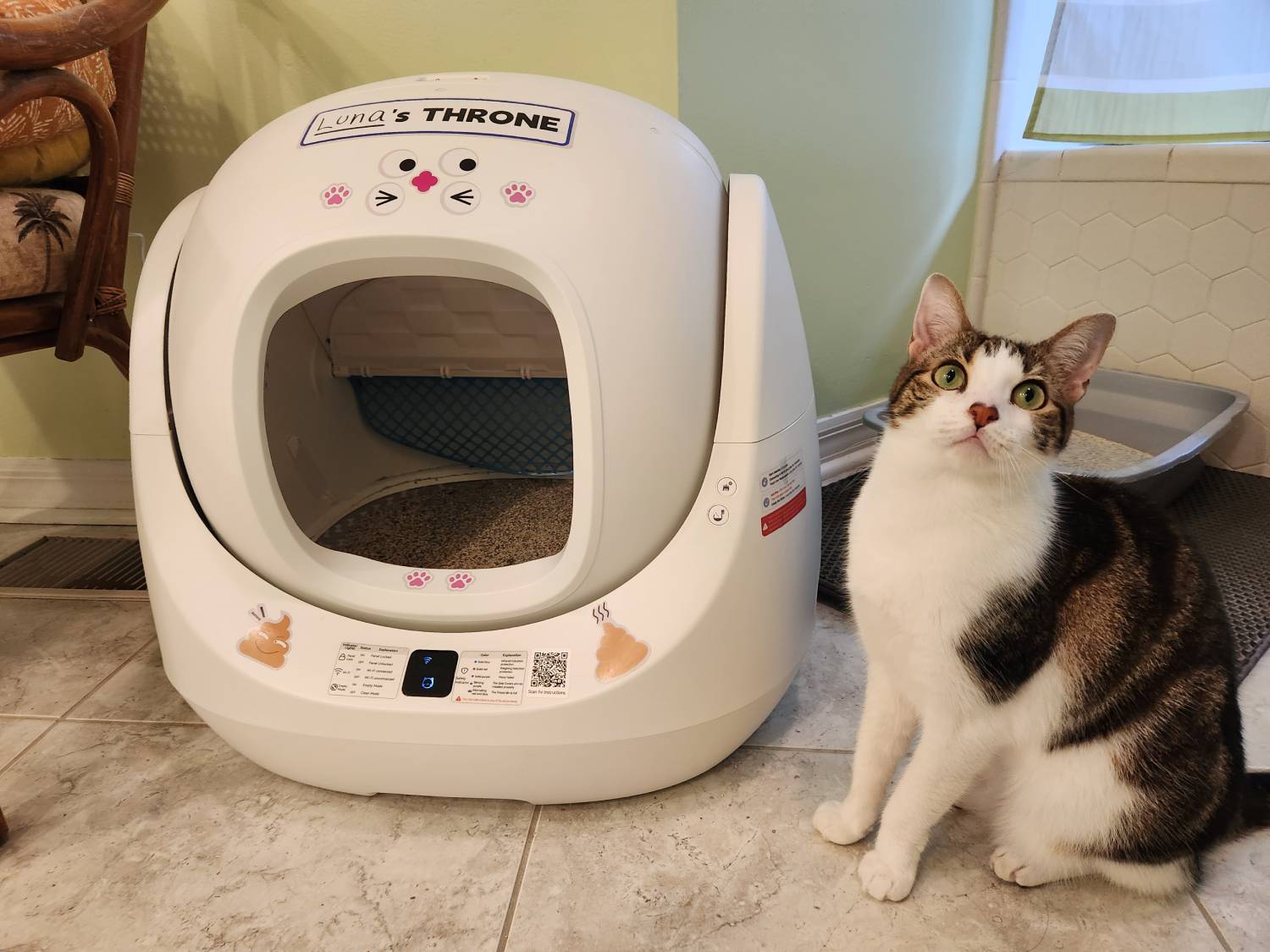 Catlink Scooper SE Review - cat beside litter box