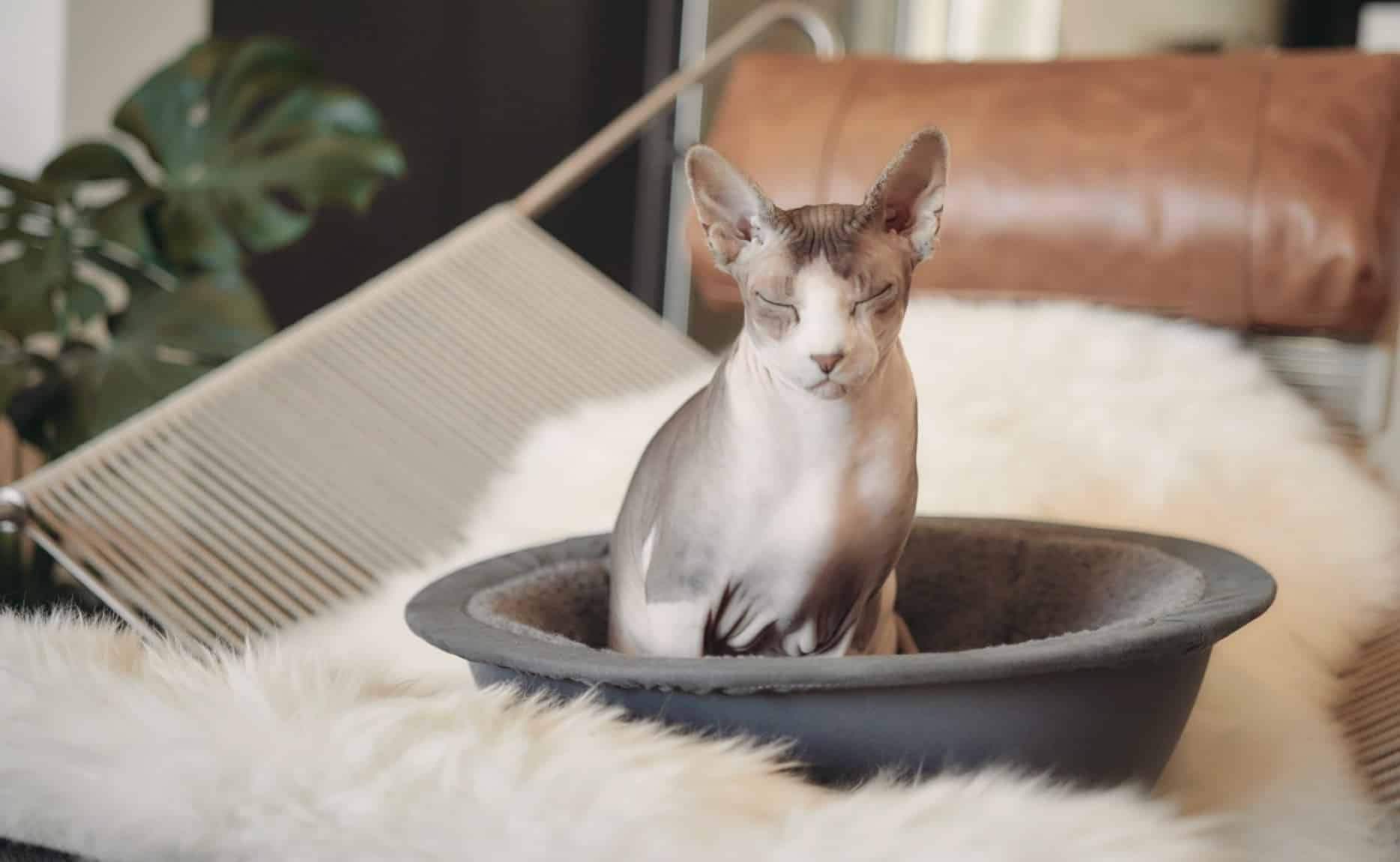 sleepy hairless sphynx cat in hepper nest bed